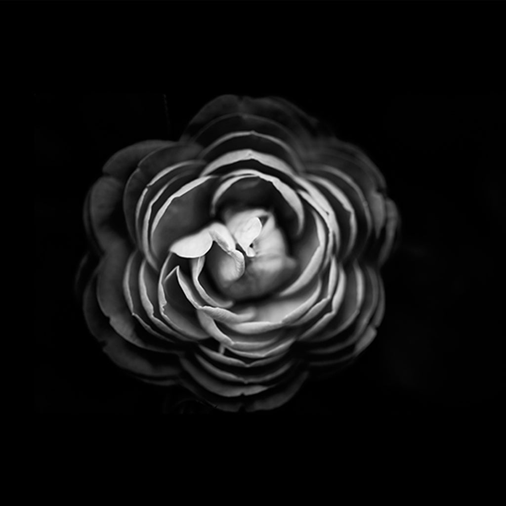 Abstract flowers black and white background