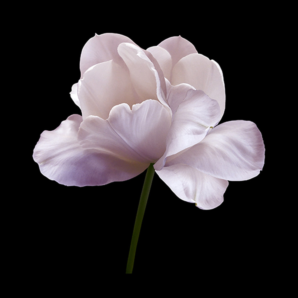 Pink flower tulip on black isolated background