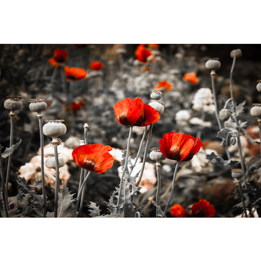 Red poppies and poppy's seed boxes in the meadow