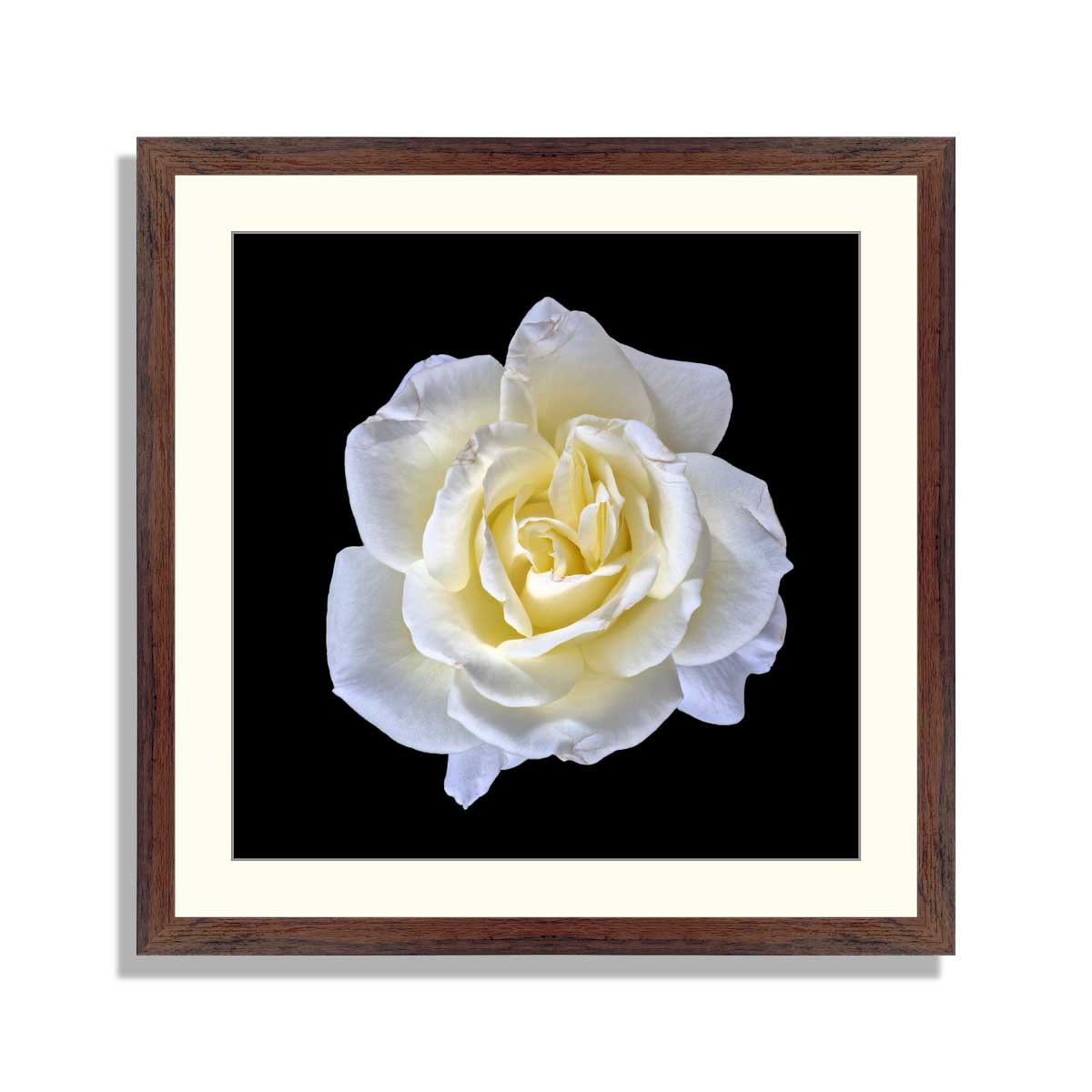 A pair of white flower on the black isolated background