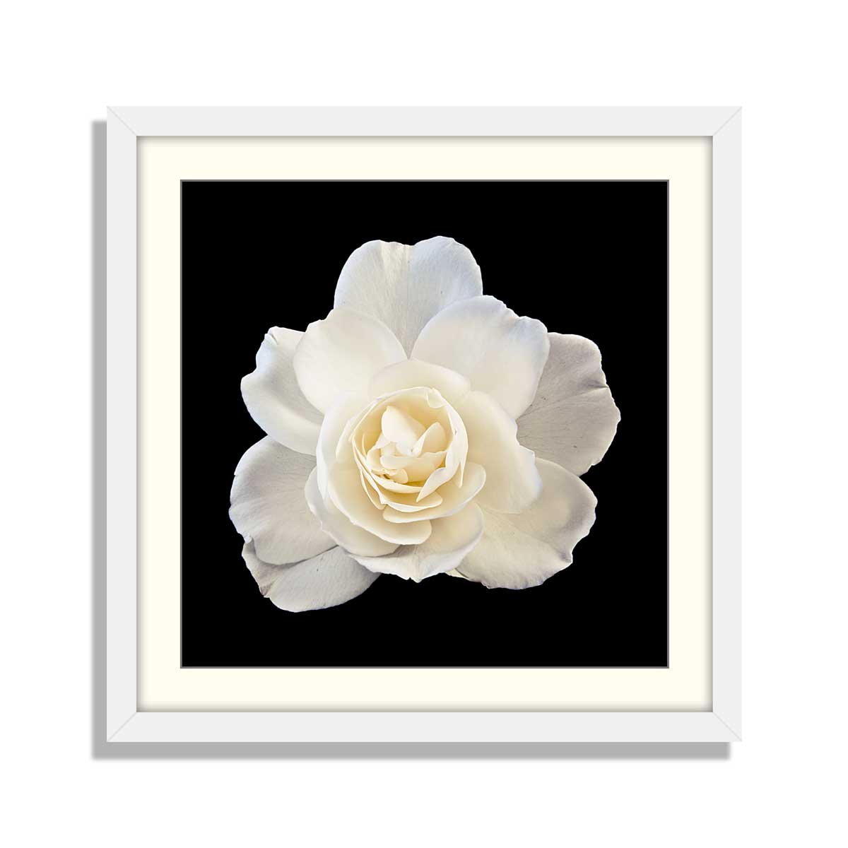 White rose on black background