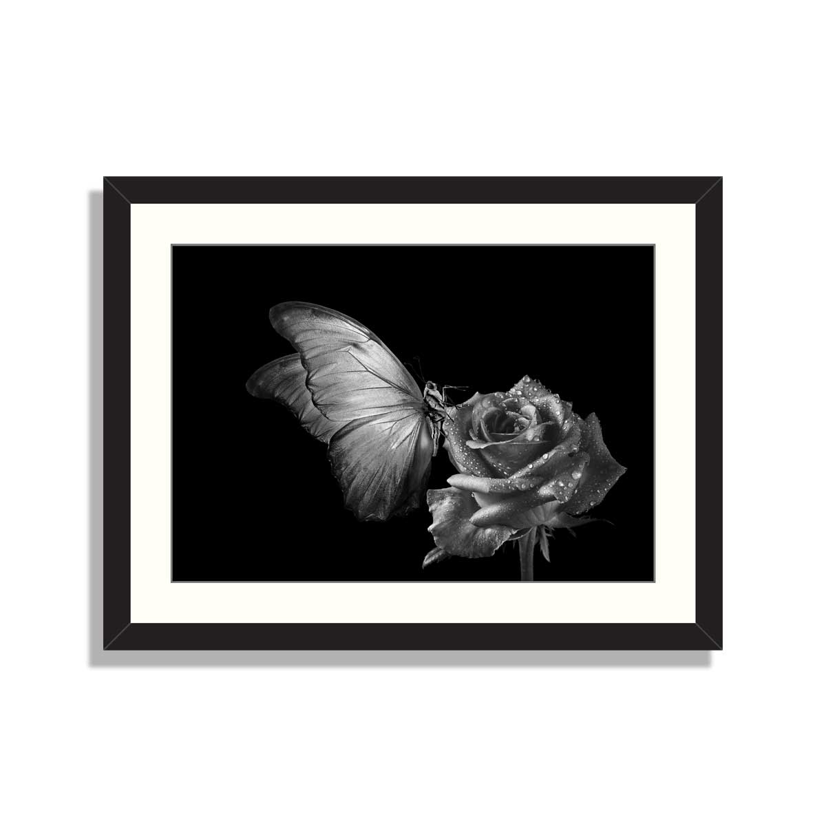 Morpho butterfly on tender rose in water drops isolated on black