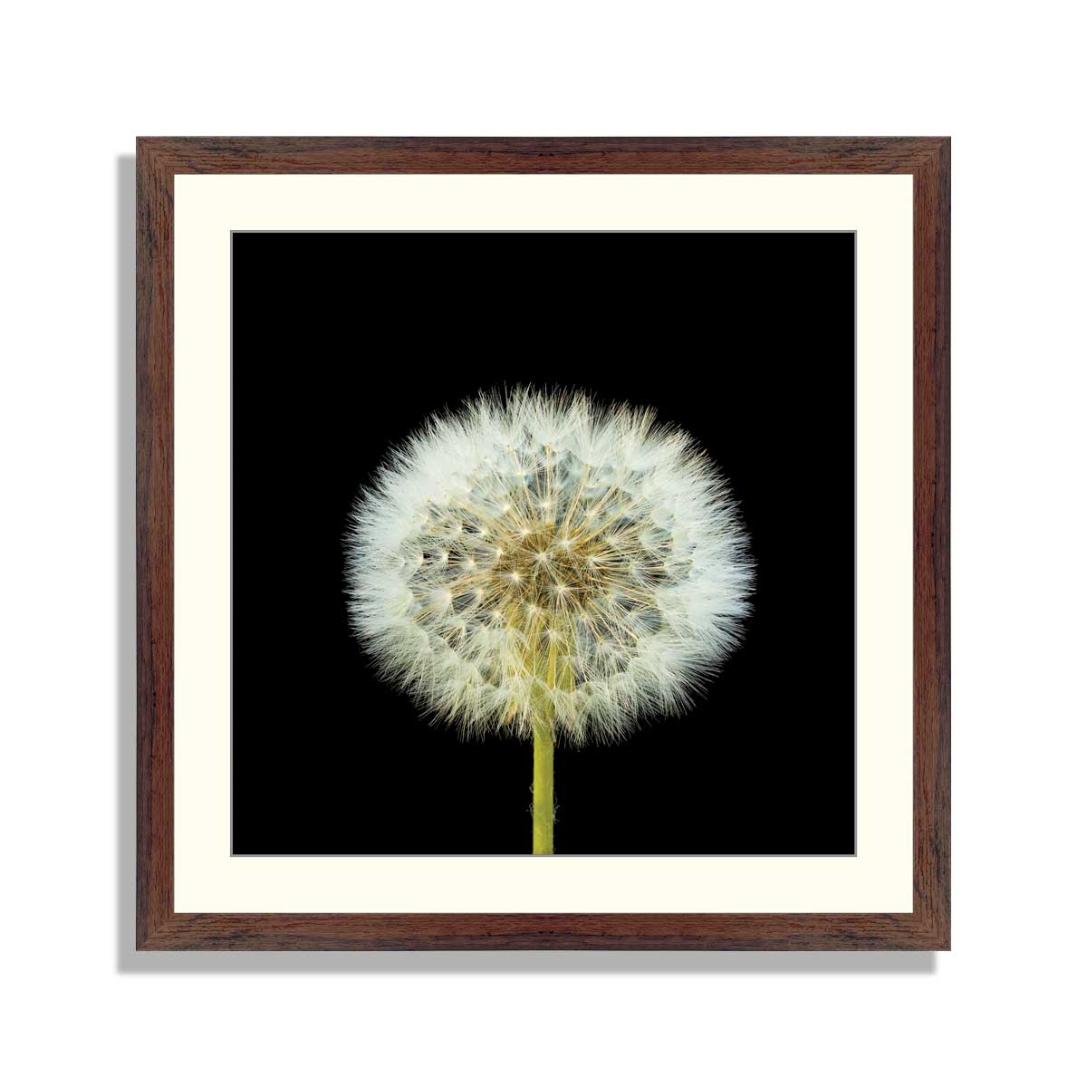 Dandelion-flower-on-black-background