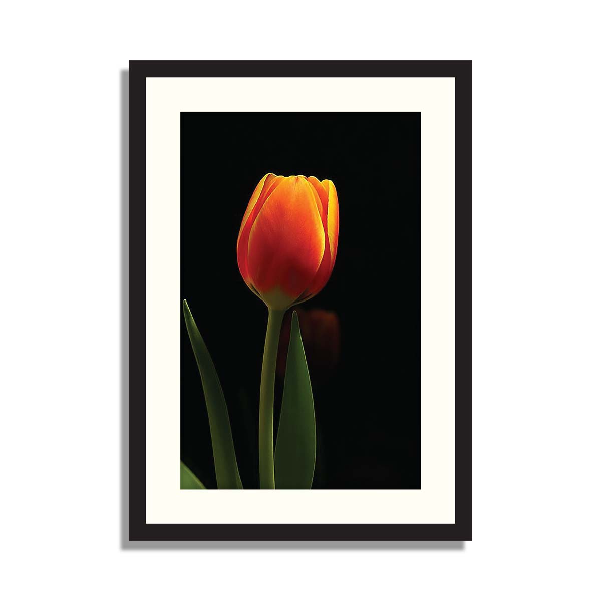 Set of 3 Tulip Framed Art