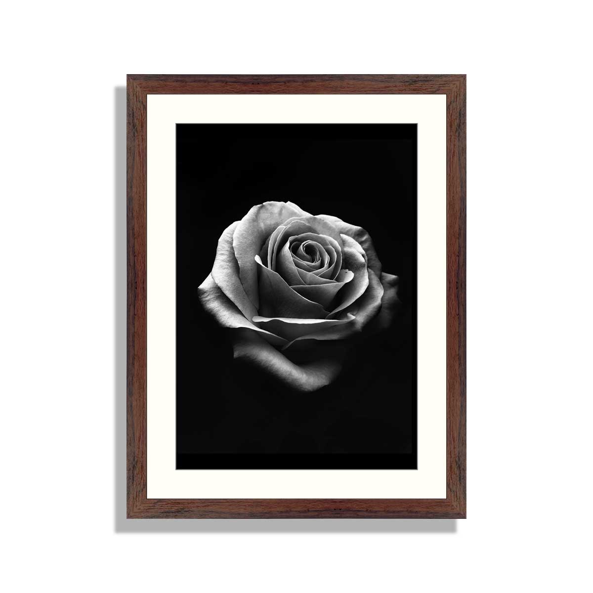 Black and white rose isolated on black background