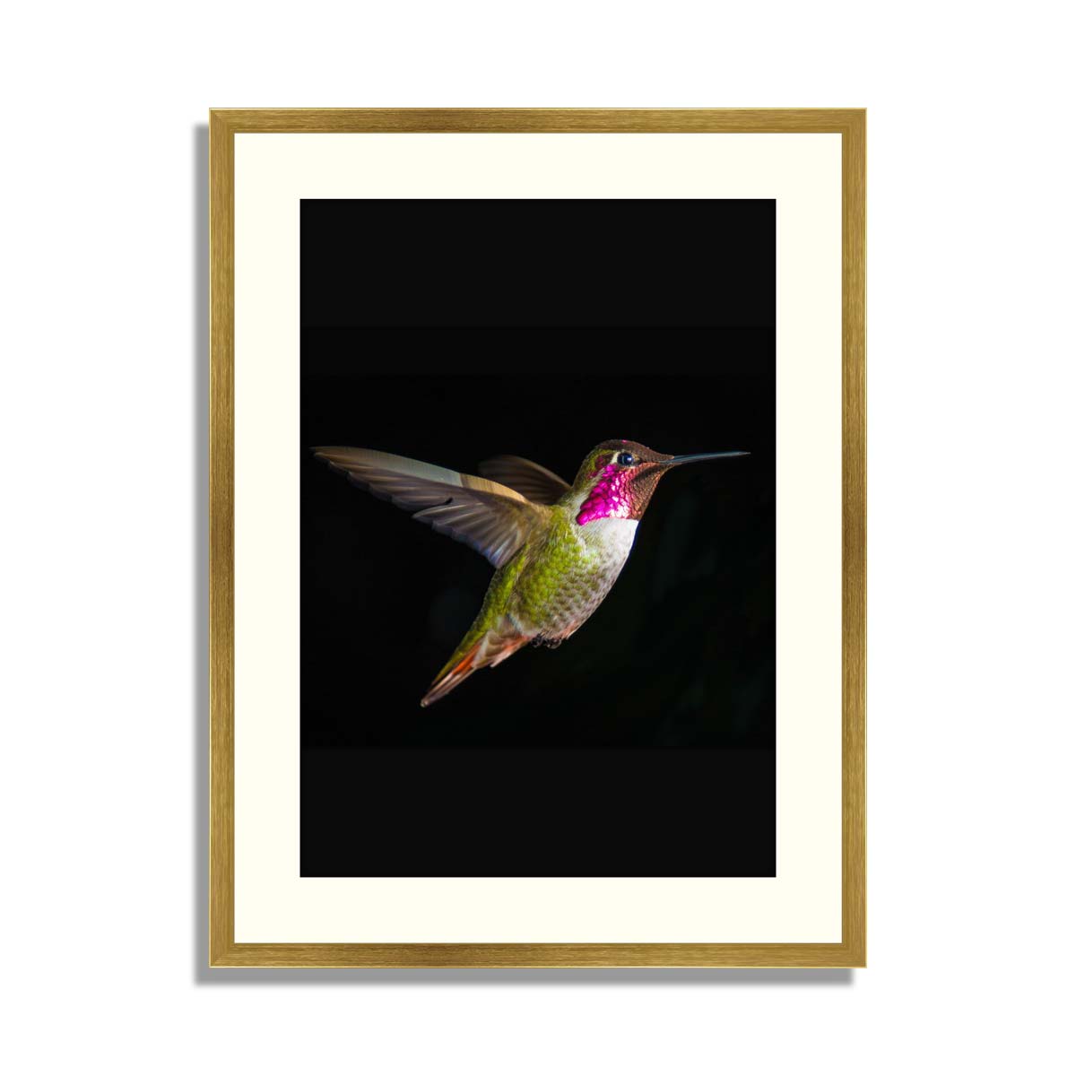 Male Broad-tailed Hummingbird