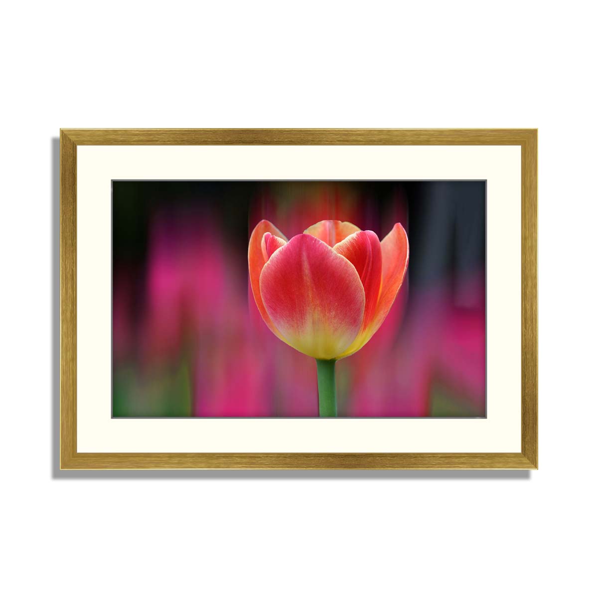 Set of 3 Tulip Framed Art 02