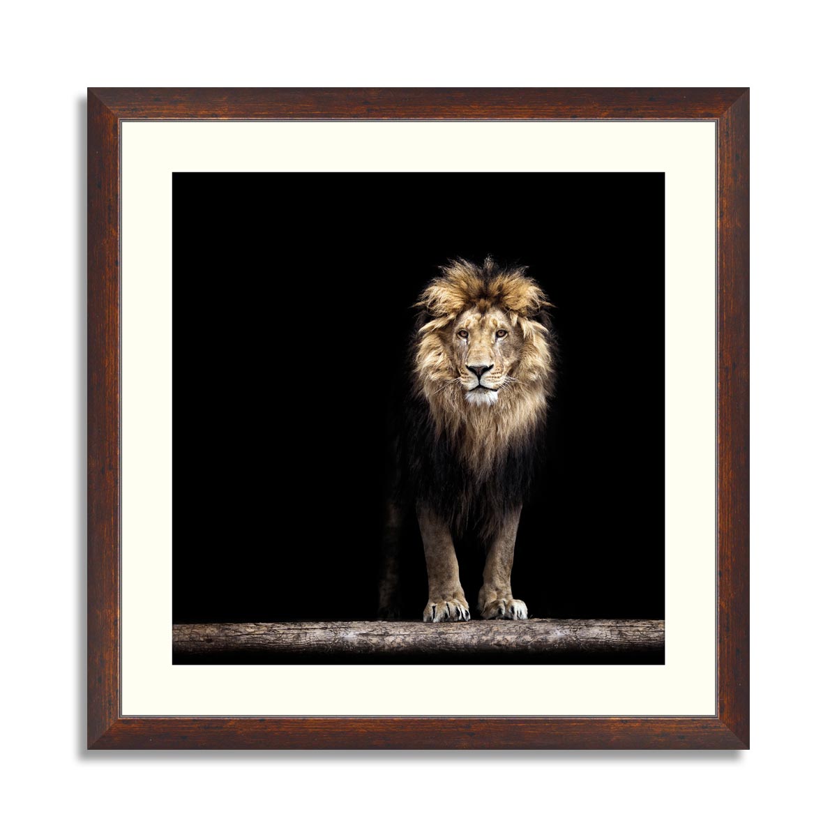 Portrait of a Beautiful lion, in the dark