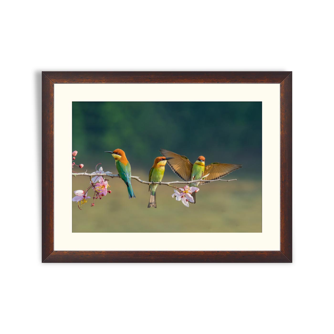 Three Chestnut-headed bee-eater on the sticky wood