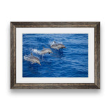 Three dolphins leap jump out of the blue water