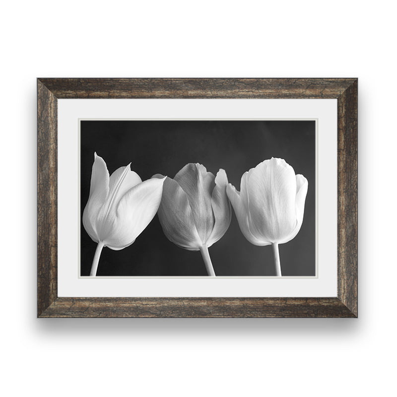 Three tulips black and white on a black background