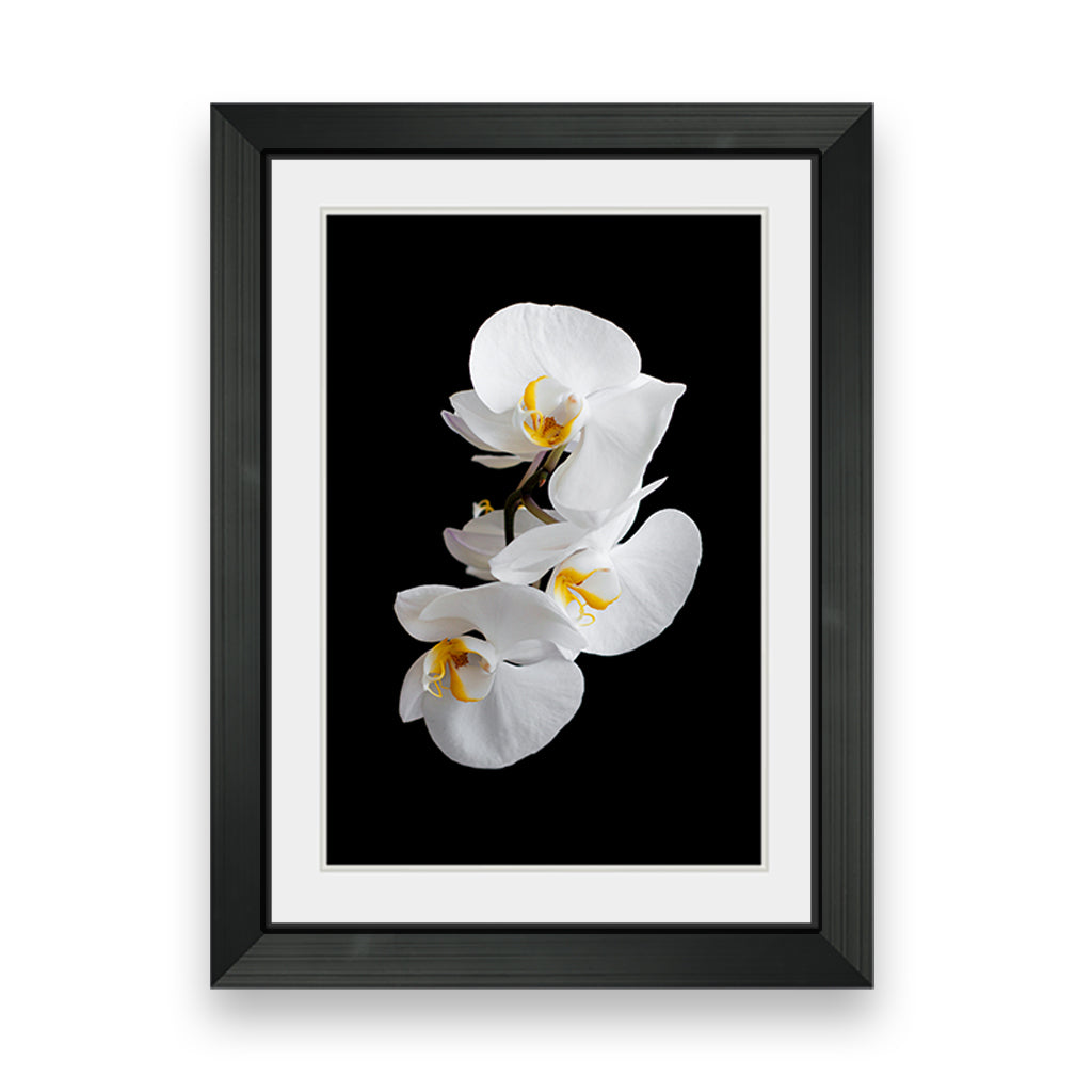 White orchids flowers on a black background