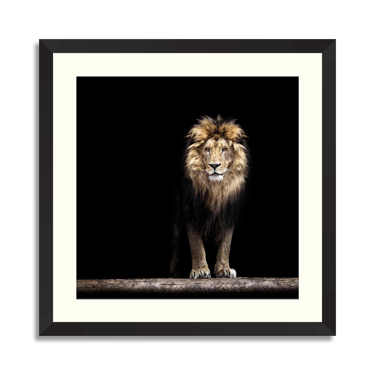 Portrait of a Beautiful lion, in the dark