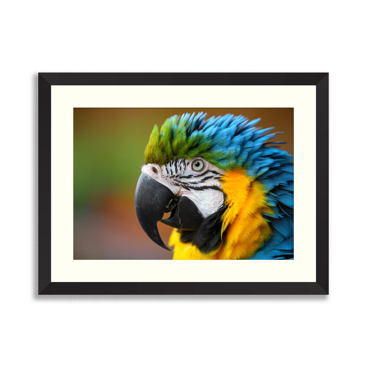 Portrait of parrot