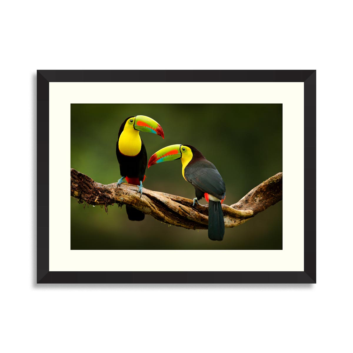 Toucan sitting on the branch in the forest