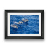 Three dolphins leap jump out of the blue water