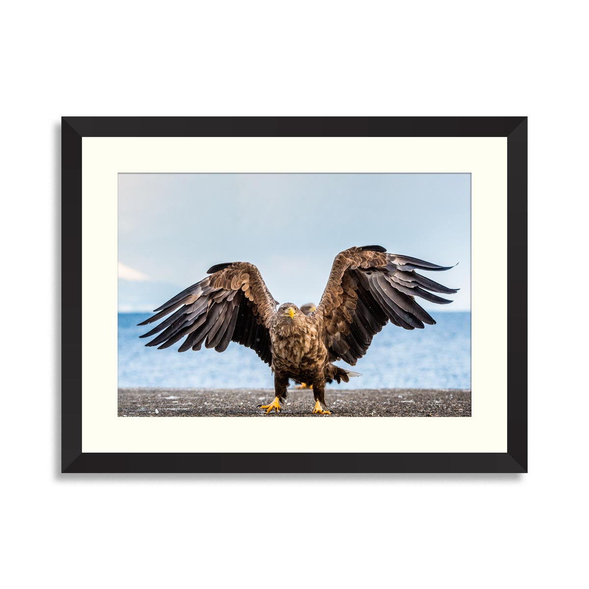 White-tailed sea eagle spreading wings