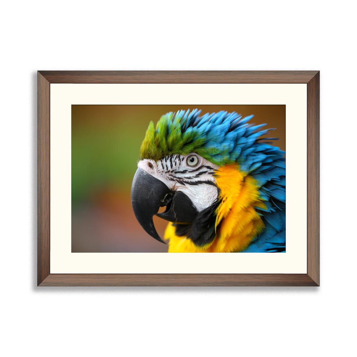 Portrait of parrot