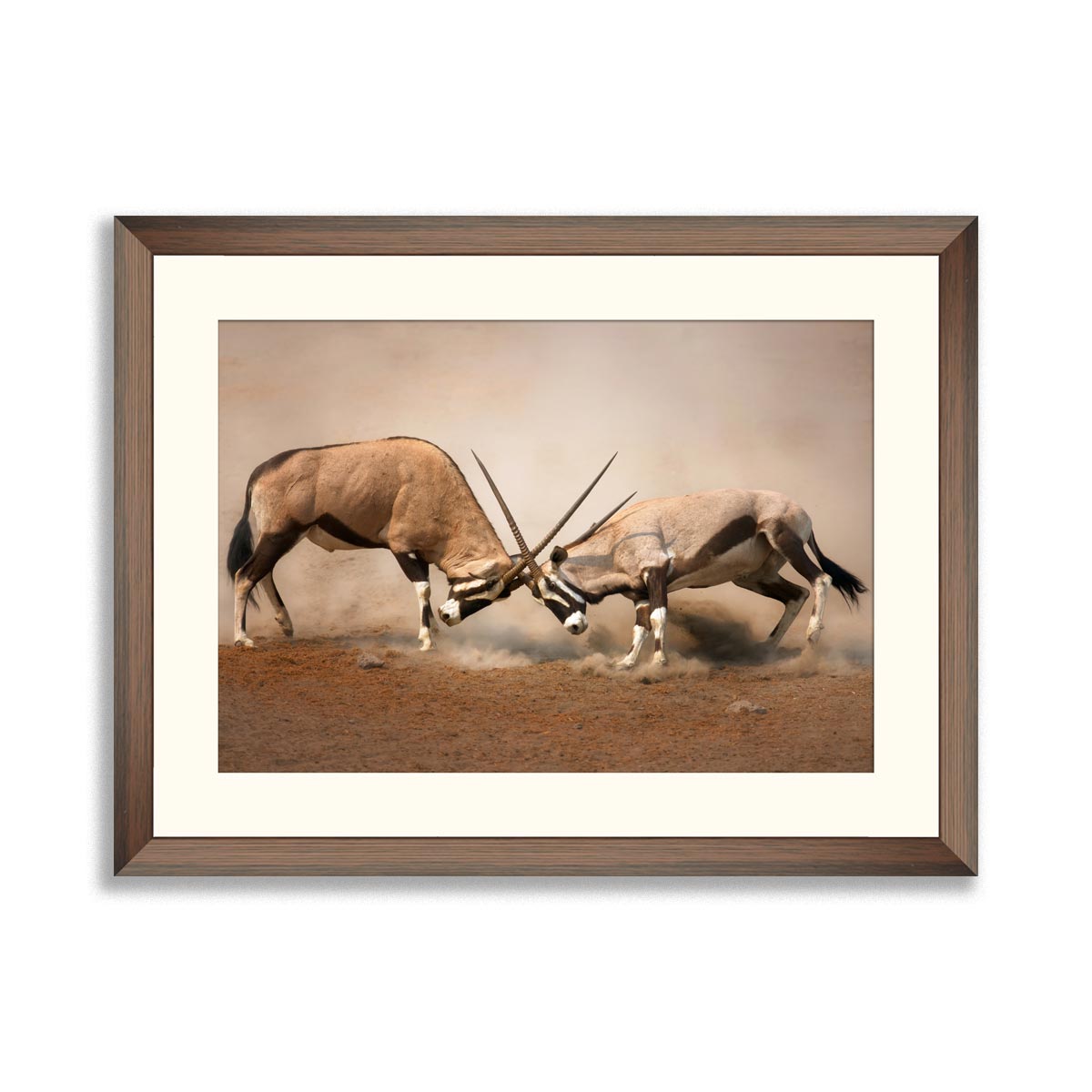 Intense fight between two male Gemsbok on dusty plains of Etosha