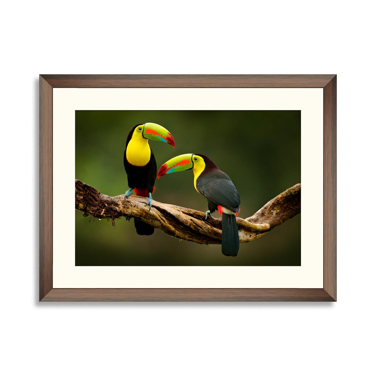 Toucan sitting on the branch in the forest