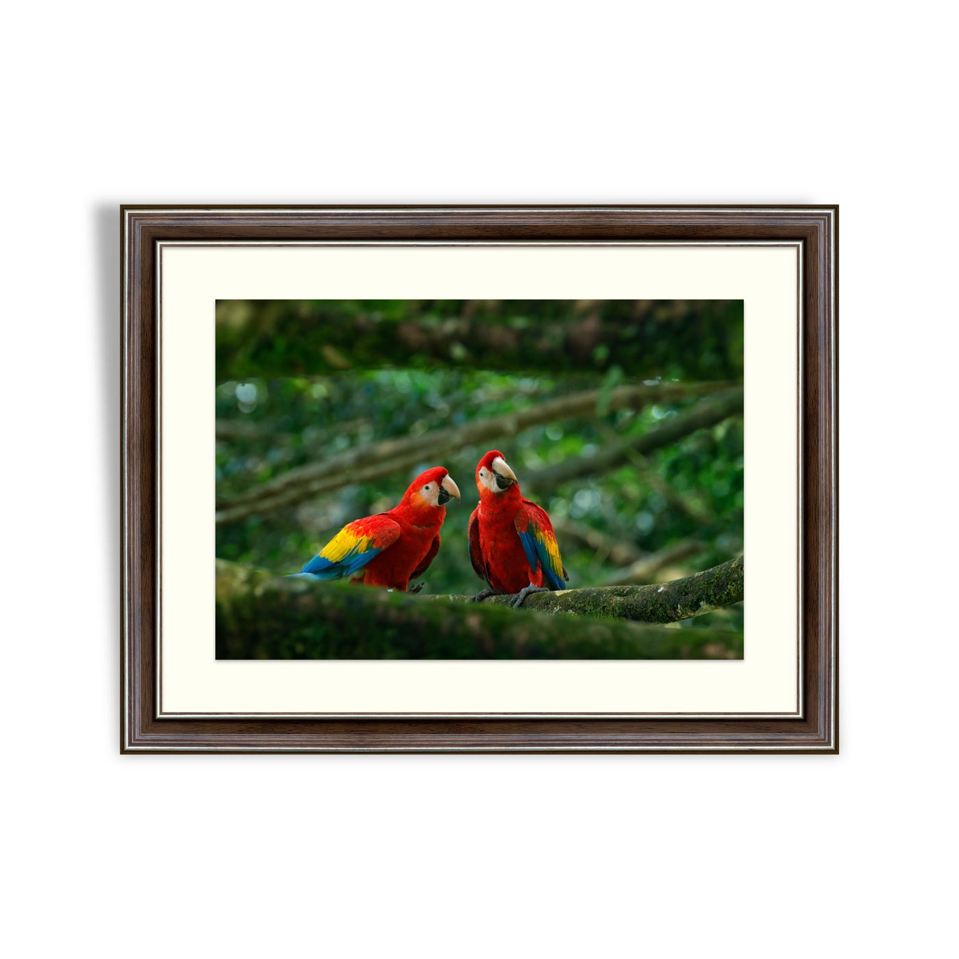 Pair of big Scarlet Macaws