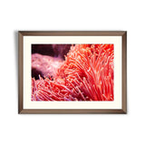 Flower sea living coral and reef color under deep dark water of sea ocean environment