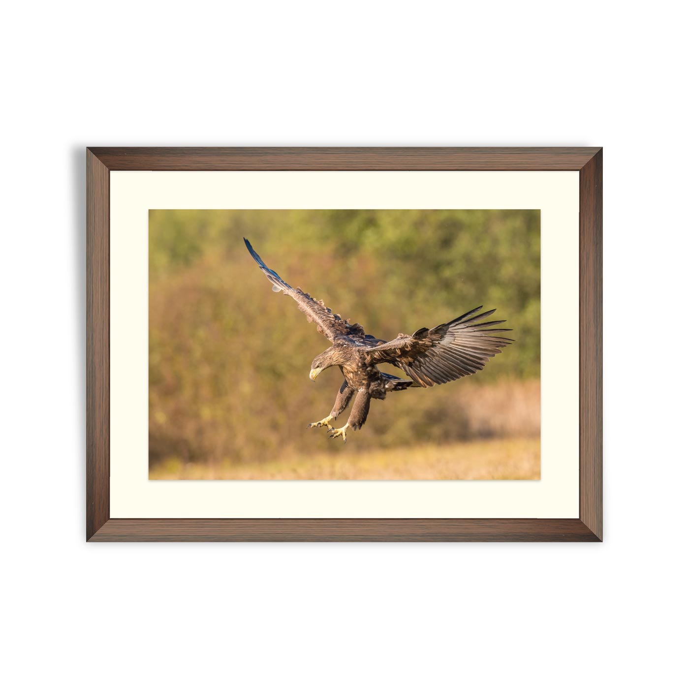 The White-tailed eagle