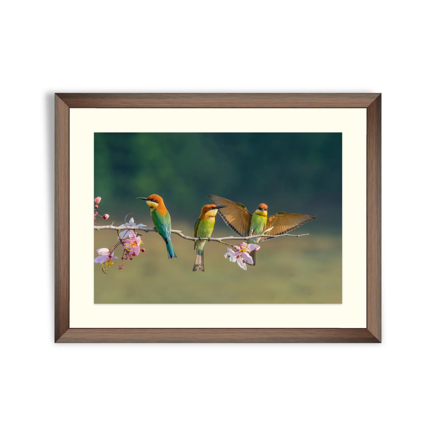 Three Chestnut-headed bee-eater on the sticky wood