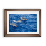 Three dolphins leap jump out of the blue water