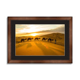 Camels sunset