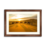 Camels sunset