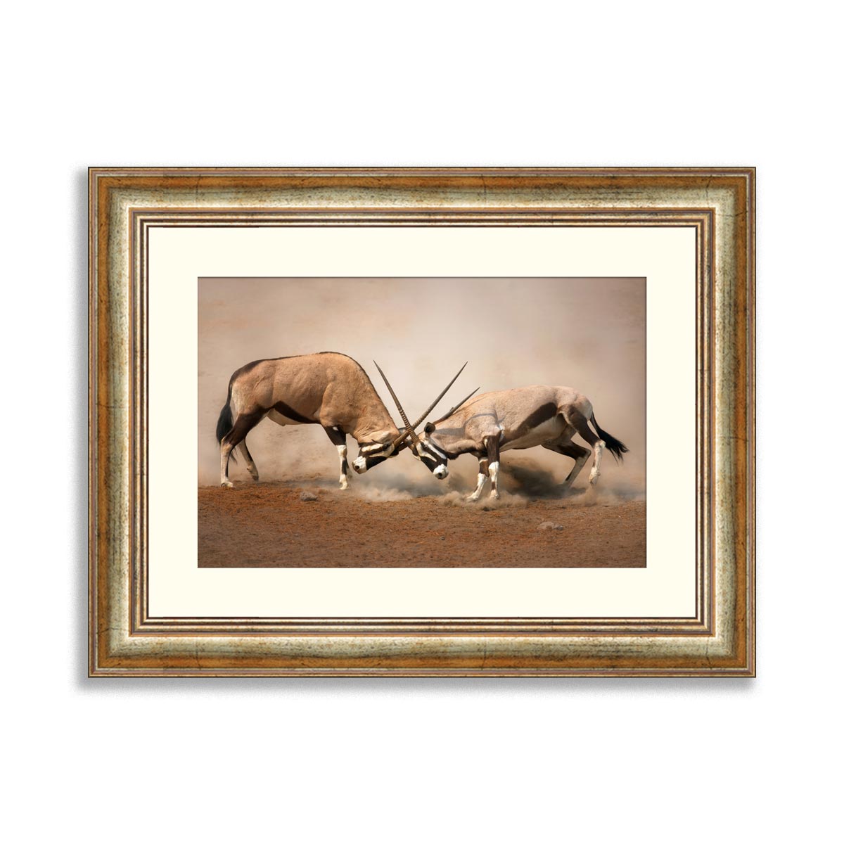 Intense fight between two male Gemsbok on dusty plains of Etosha