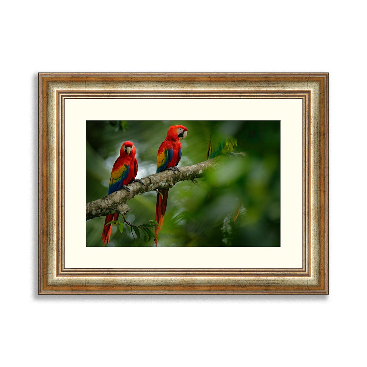 Pair of red parrot Scarlet Macaw