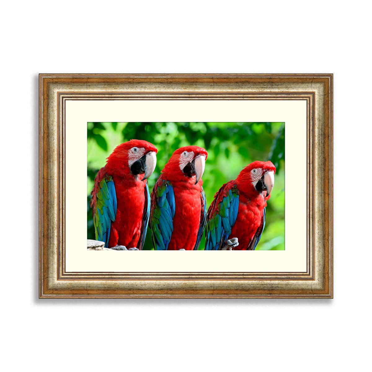 The beautiful birds Greenwinged Macaw