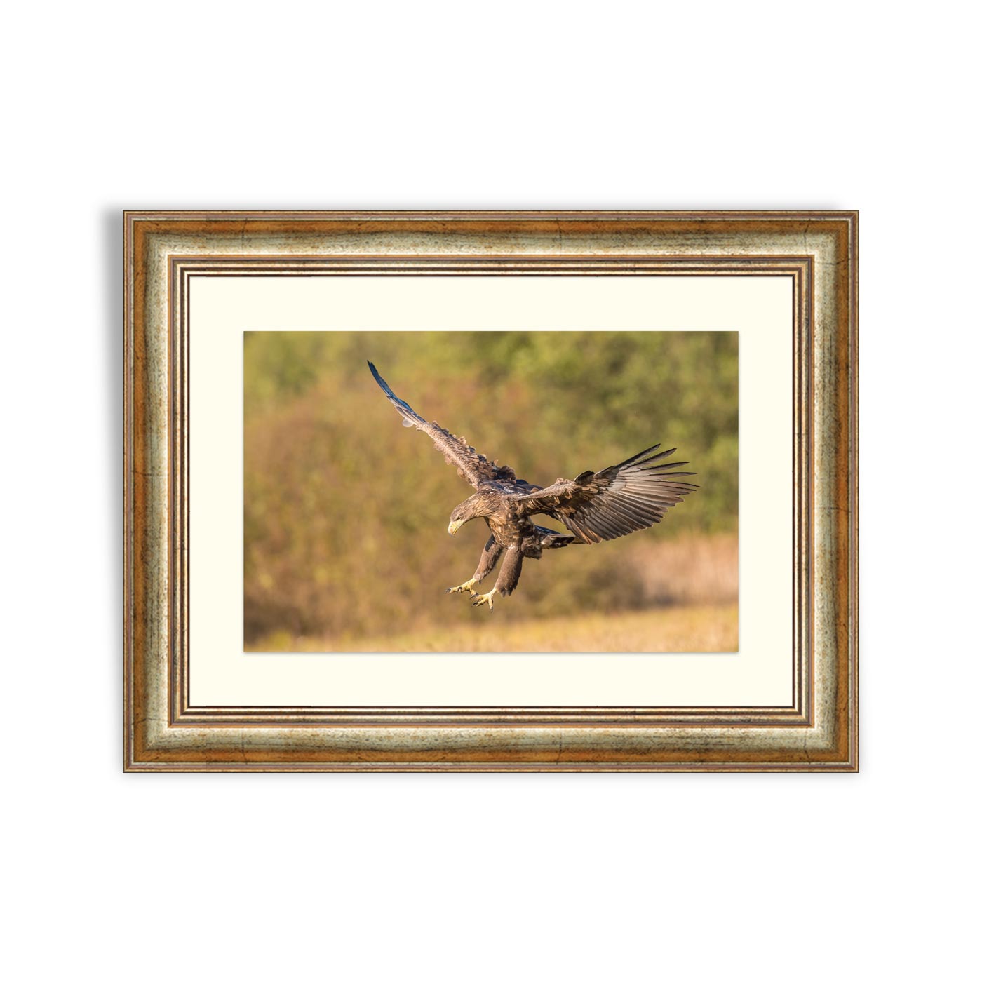 The White-tailed eagle