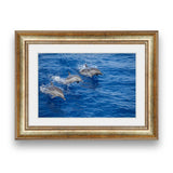 Three dolphins leap jump out of the blue water