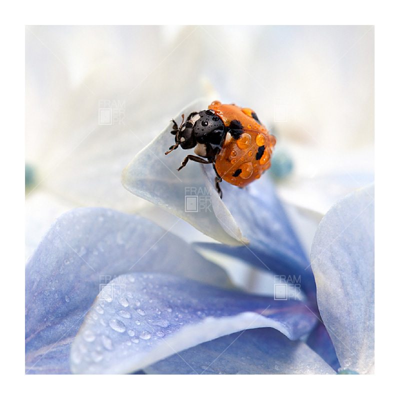 LadyBug