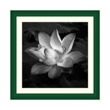 Lotus Black & White