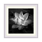 Lotus Black & White