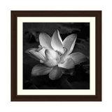 Lotus Black & White