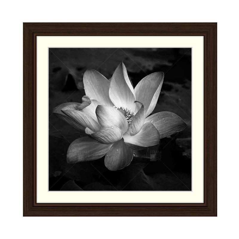 Lotus Black & White