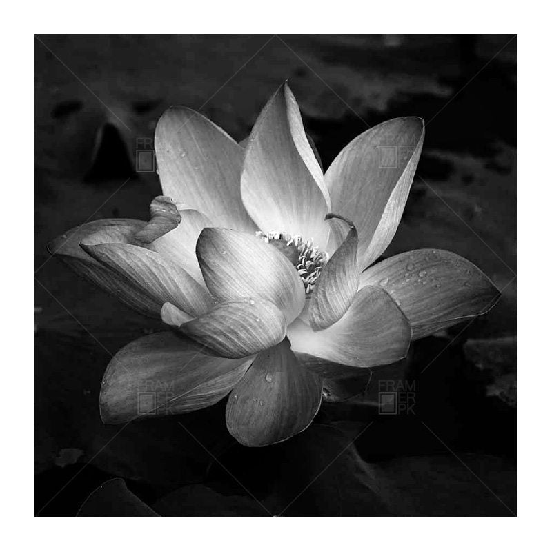 Lotus Black & White