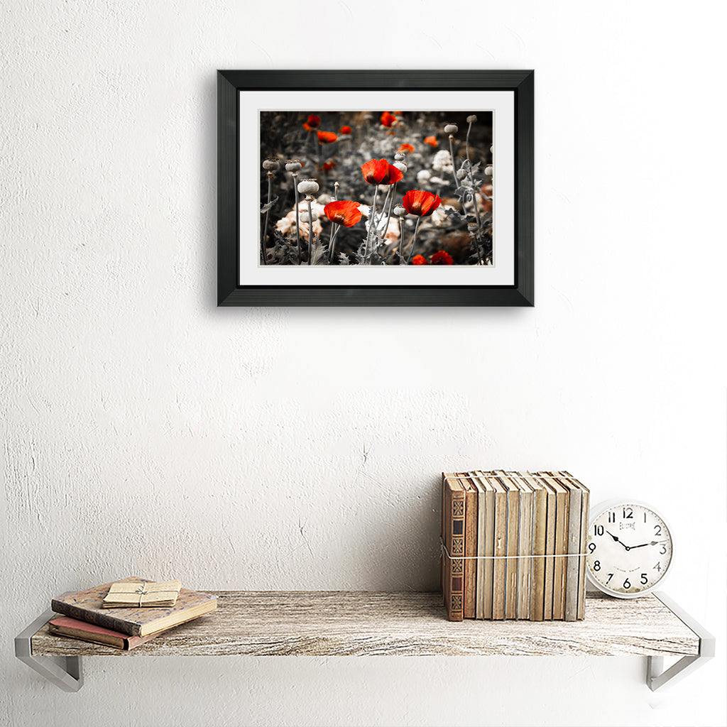 Red poppies and poppy's seed boxes in the meadow