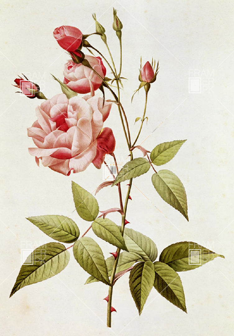 Rosa Indica Vulgaris