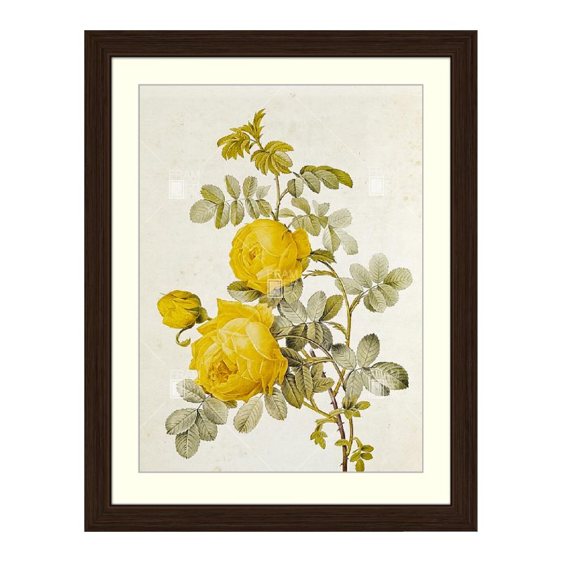 Rosa-Sulfurea Yellow Rose