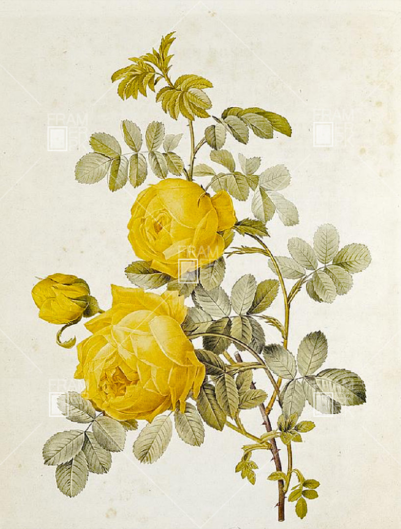 Rosa-Sulfurea Yellow Rose