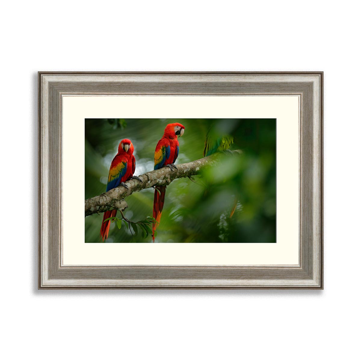 Pair of red parrot Scarlet Macaw