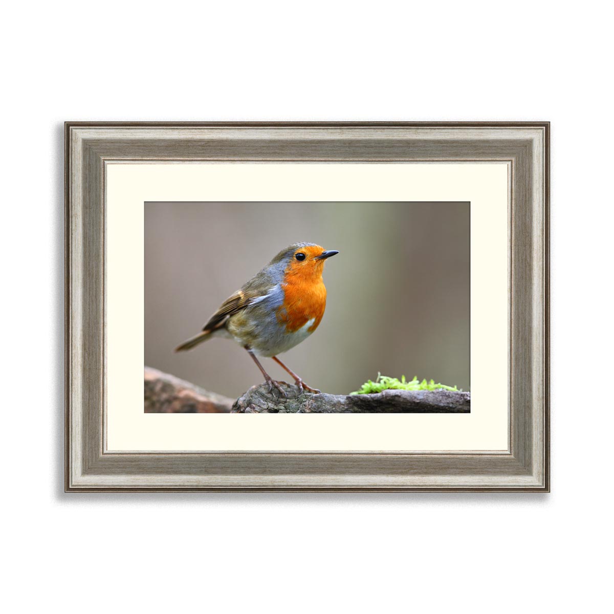 Robin bird on branch