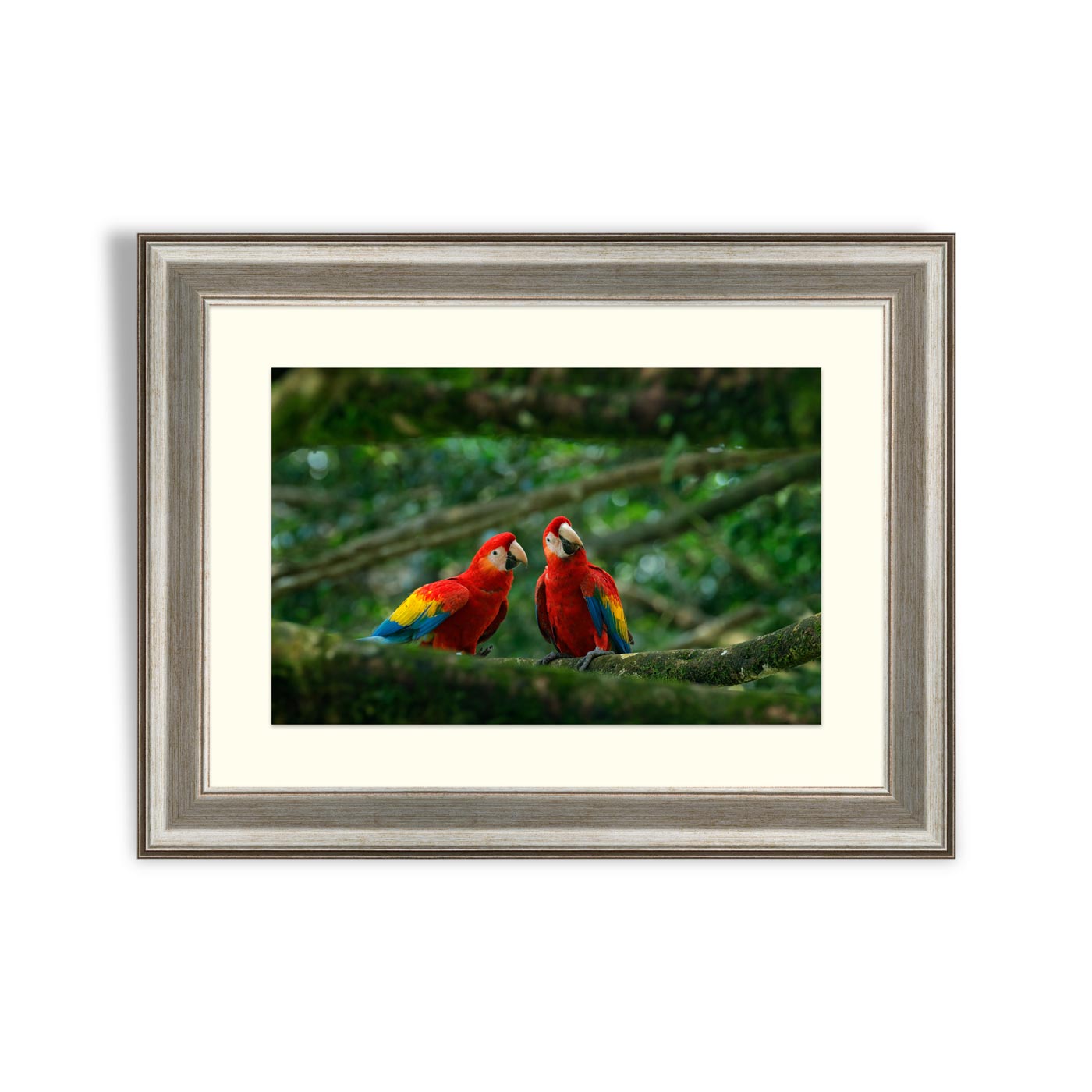 Pair of big Scarlet Macaws