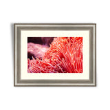 Flower sea living coral and reef color under deep dark water of sea ocean environment